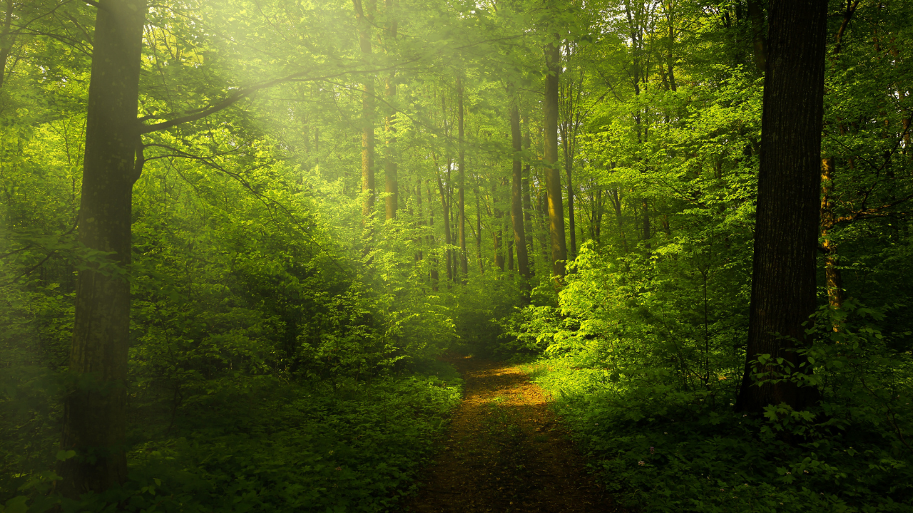 glorious wooded track