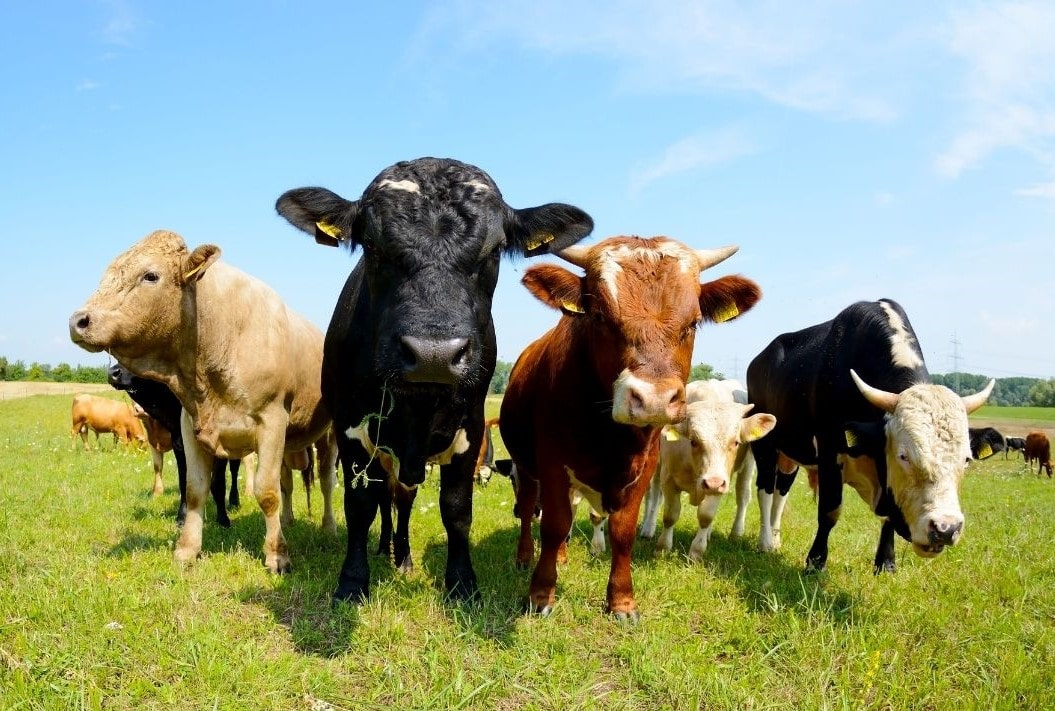 cows in field