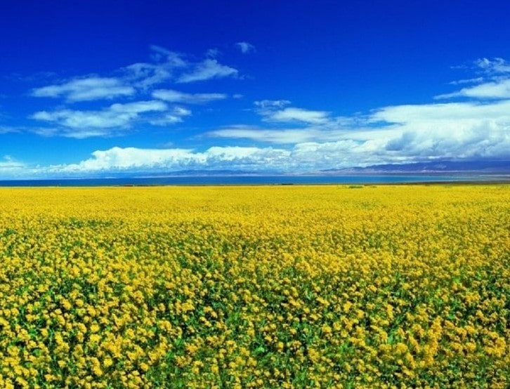 oilseed rape field