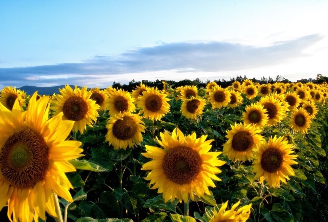 sunflowers
