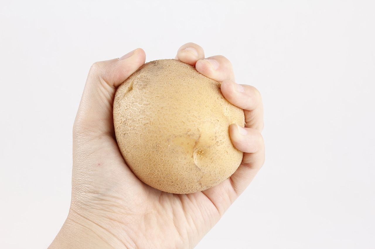 potato in fist one medium white potato held in hand