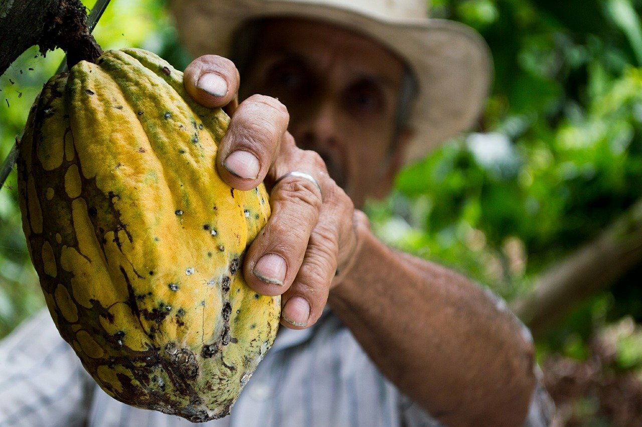 cocoa bean being picked