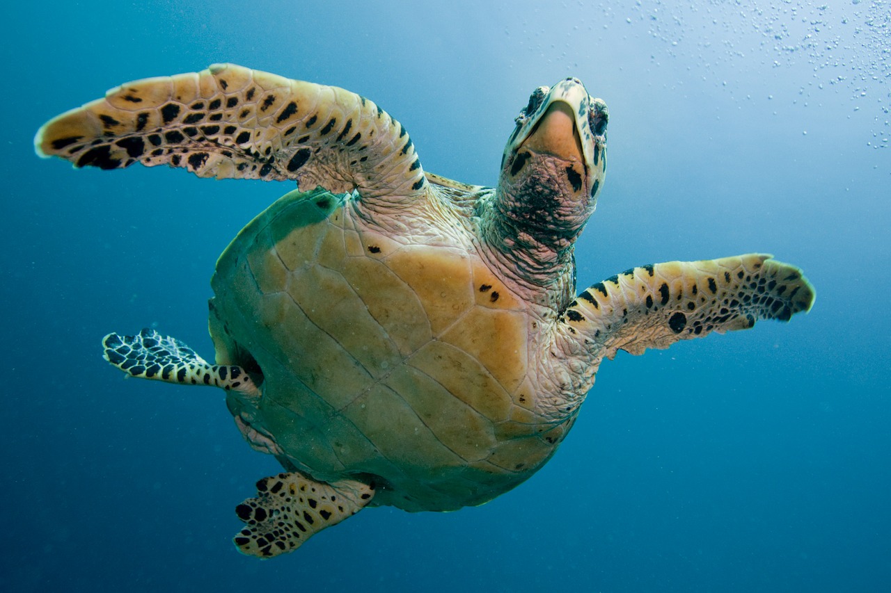 sea turtle