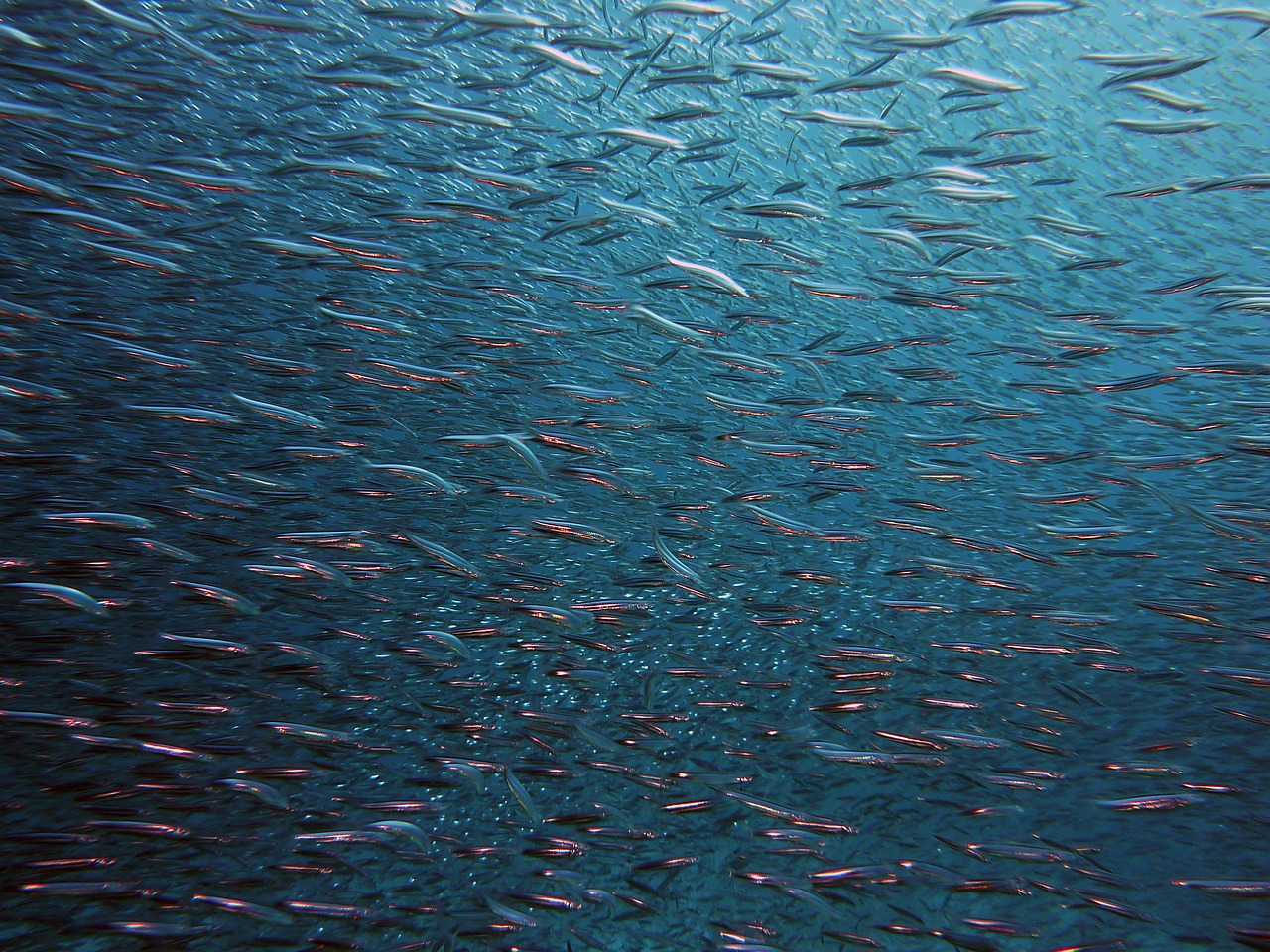 shoal of fish
