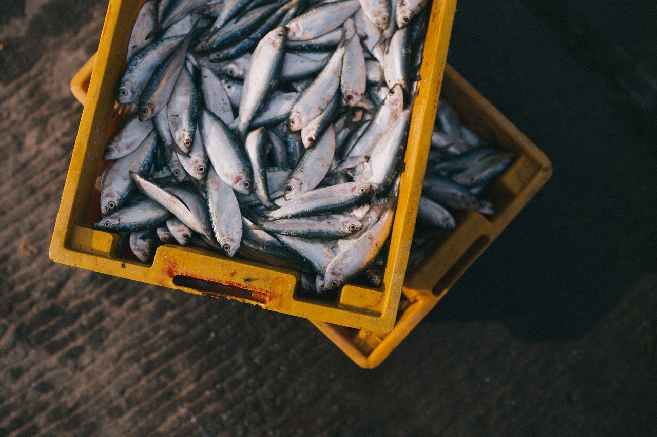 small fish in boxes freshly caught