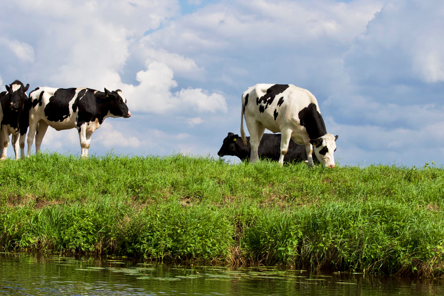 cows in field, peaceful