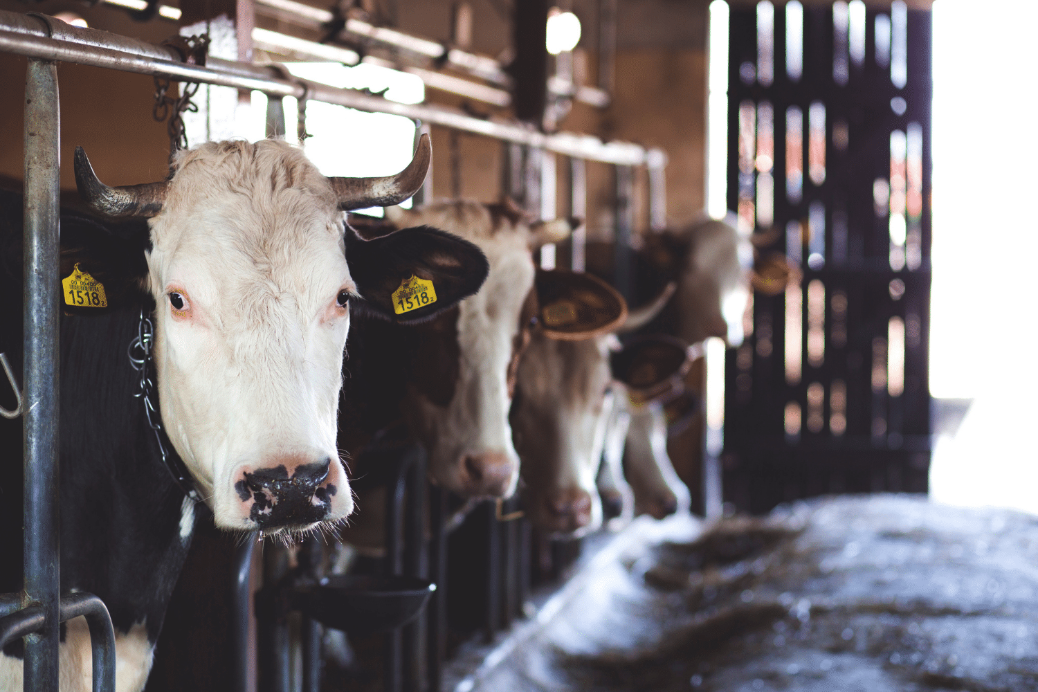 cows in shed spraying a potato field
