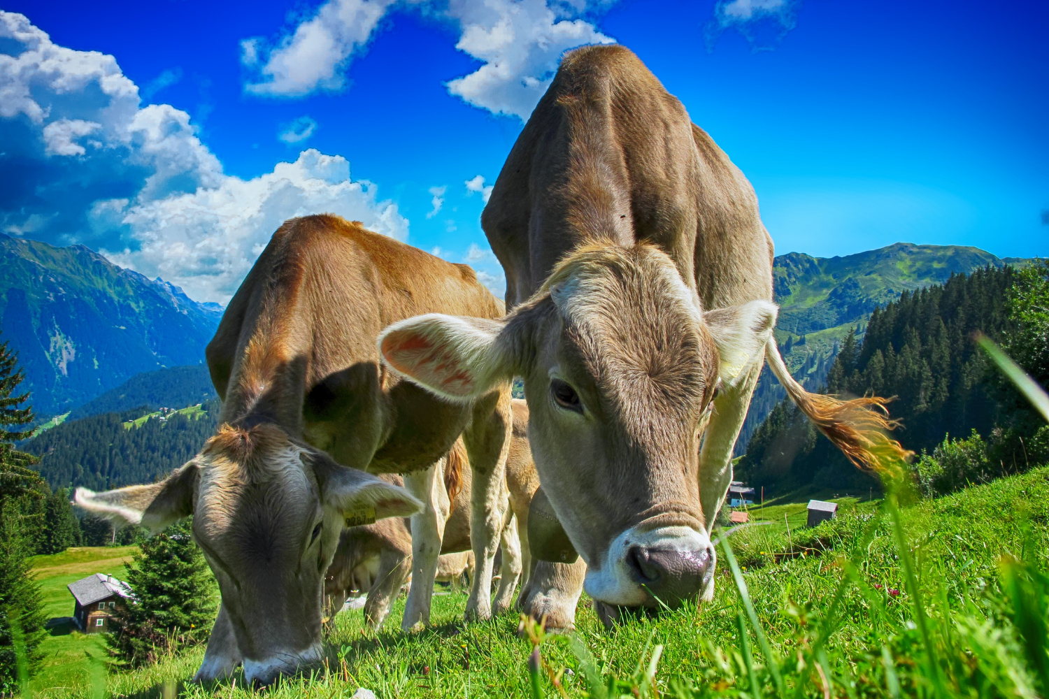 jersey cows with mountains behind jersey cows with mountains behind
