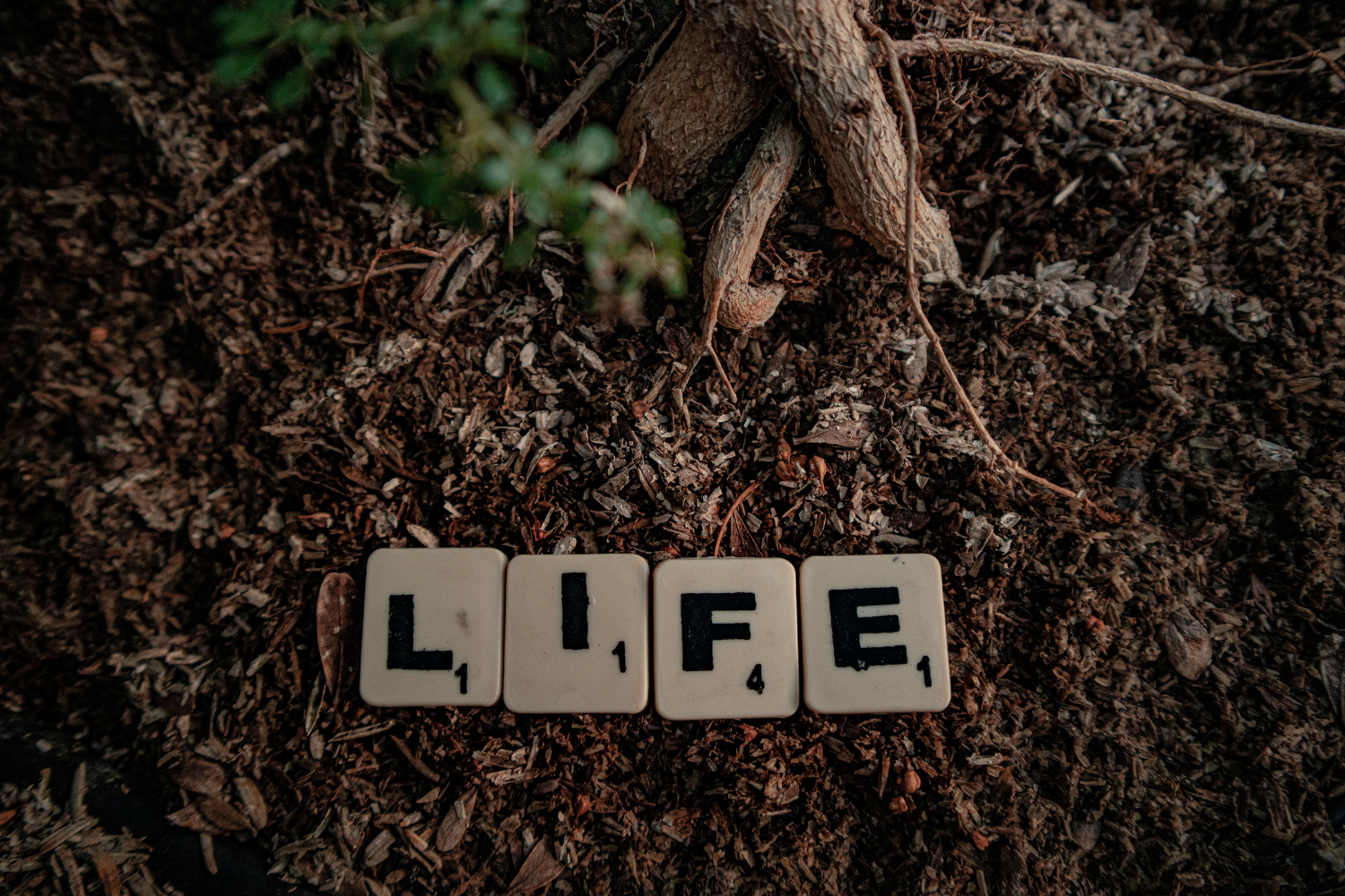 life tiles on leaf matter
