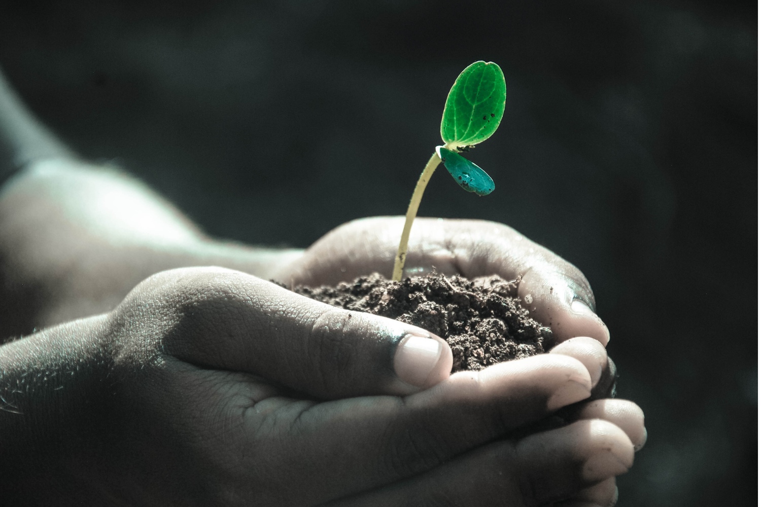 plant growing from handful of soil plant growing from handful of soil