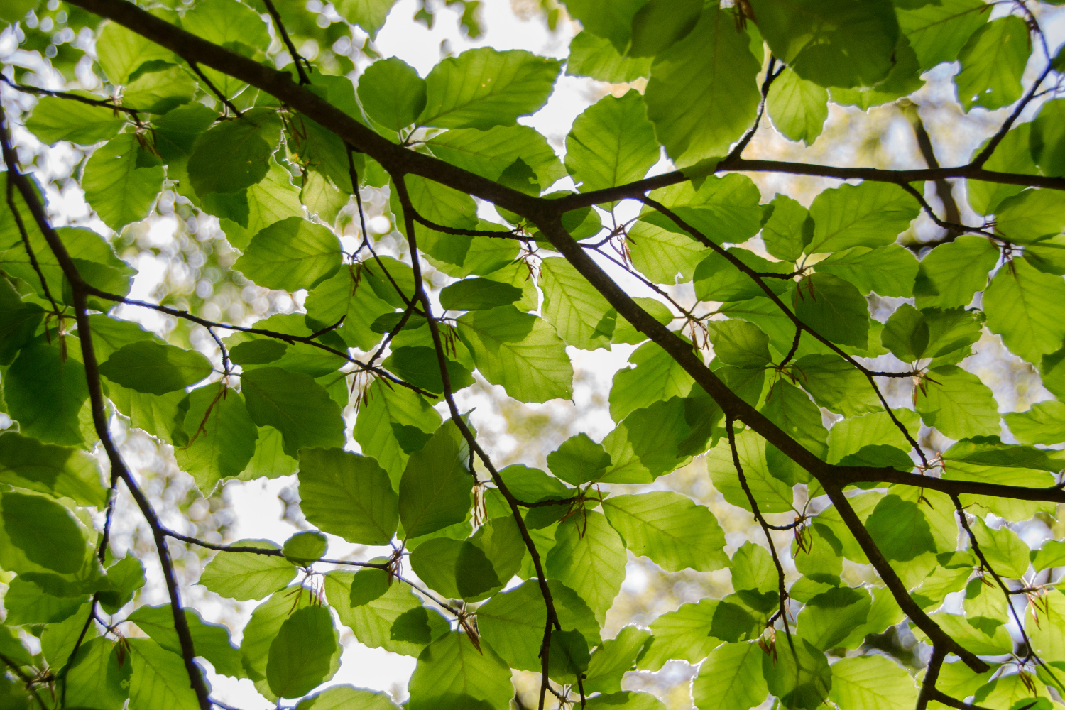 tree leaves beech tree leaves