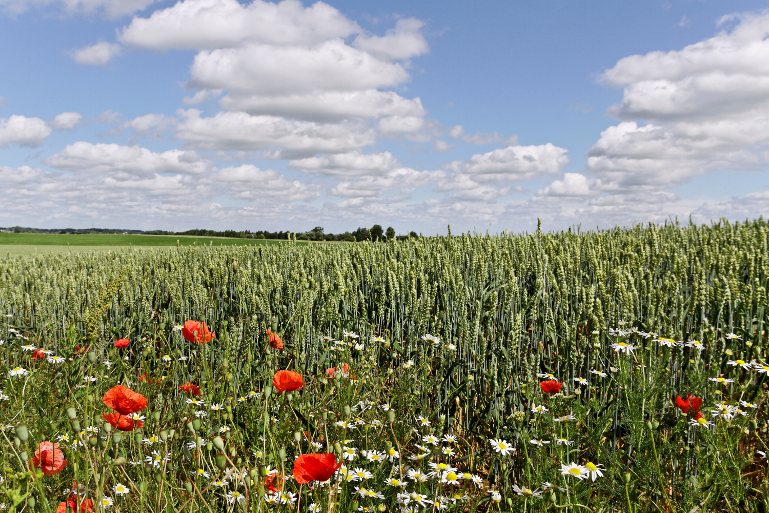 biodiverse field - letting weeds grow a wheat field with mixed wildflowers growing around the edges, showing good biodiversity on a farm